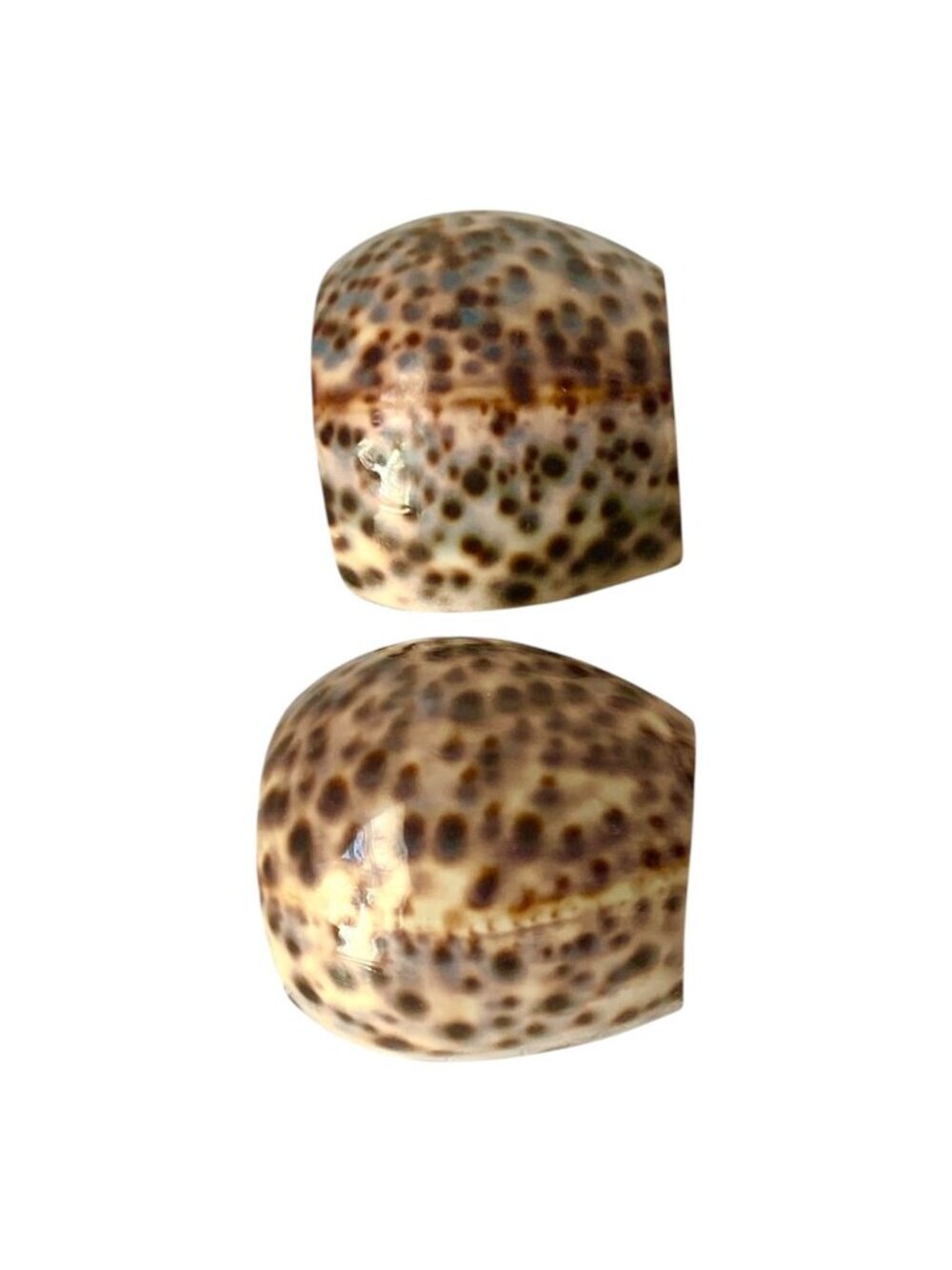6 Tiger Cowrie Shell Napkin Rings Table Decor - Picture 4 of 7